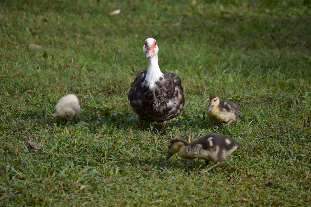 Baby ducks at Big Spring memorial park in Athens
