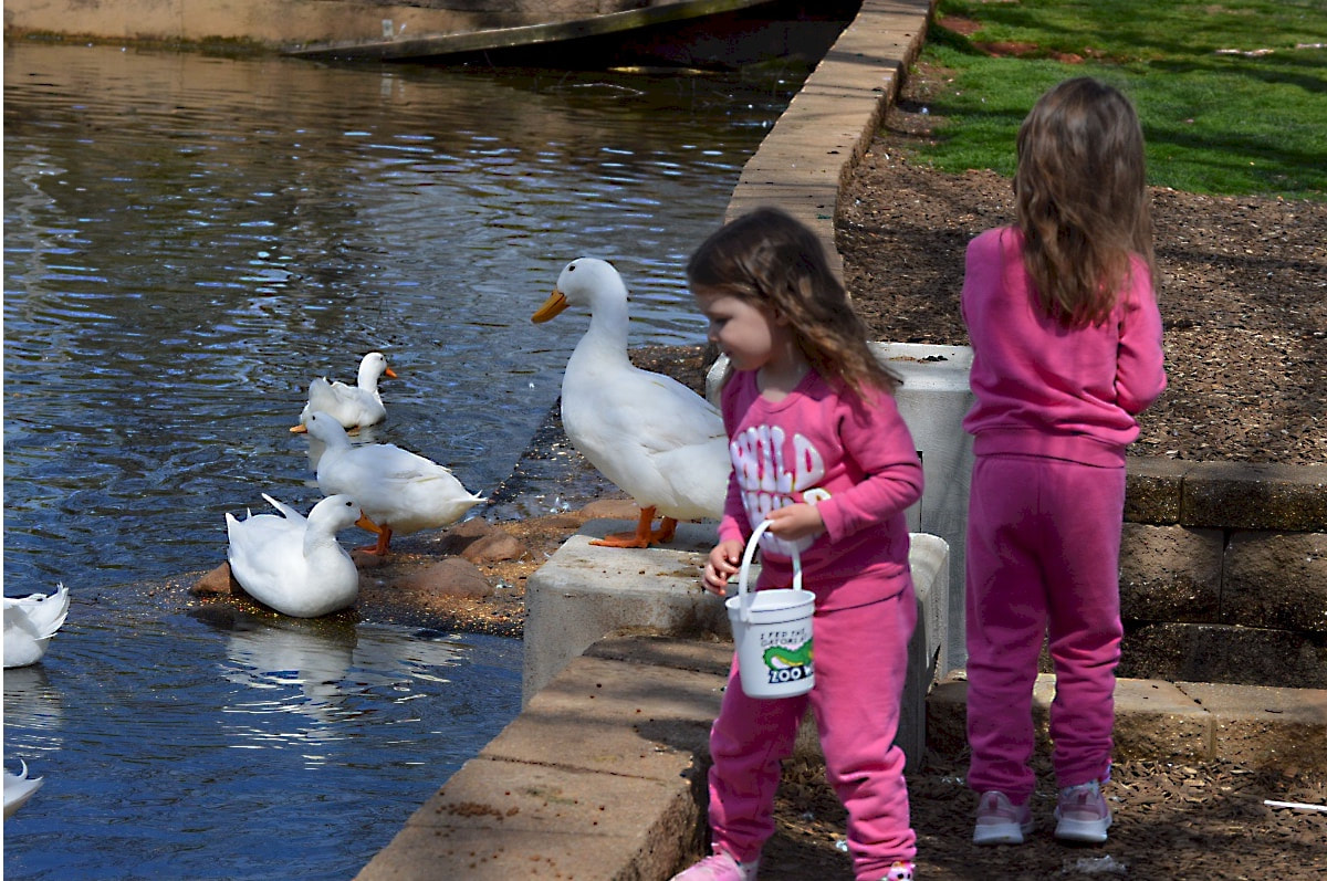 Children enjoying feeding the ducks