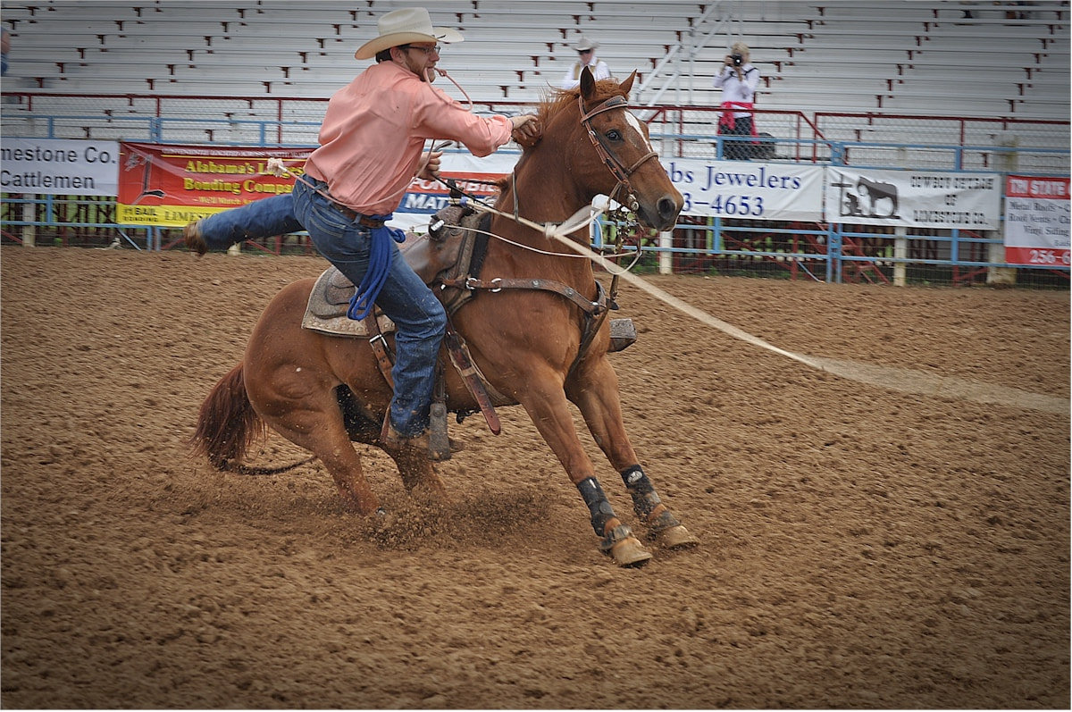 Calf roping at the Athens Alabama rodeo